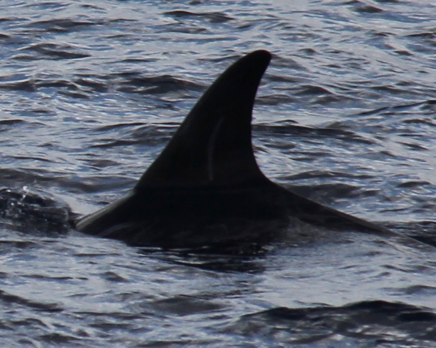 LeftDorsal