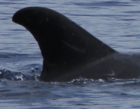 RightDorsal