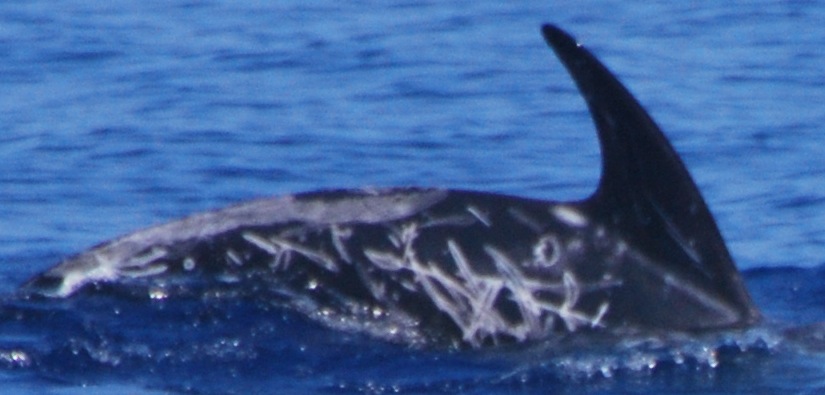RightDorsal