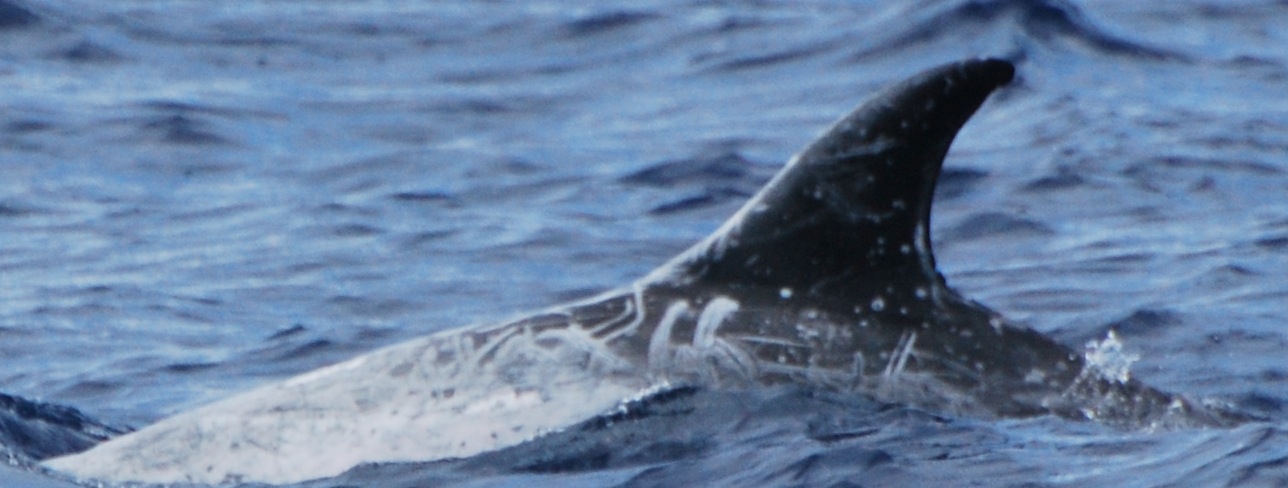 LeftDorsal