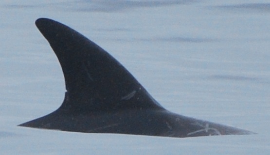 RightDorsal
