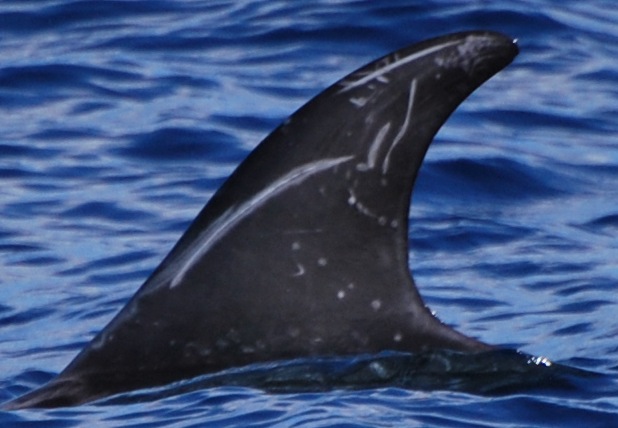 LeftDorsal