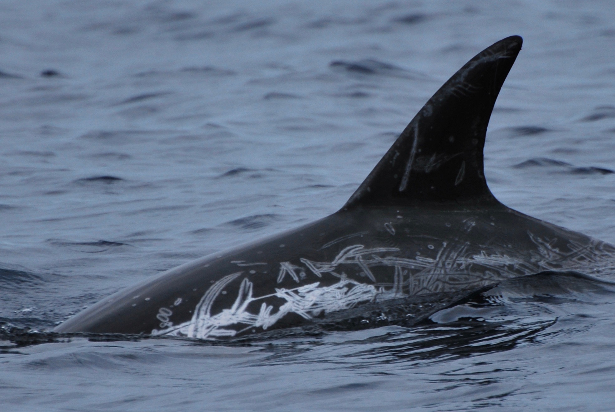 LeftDorsal