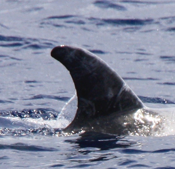 RightDorsal