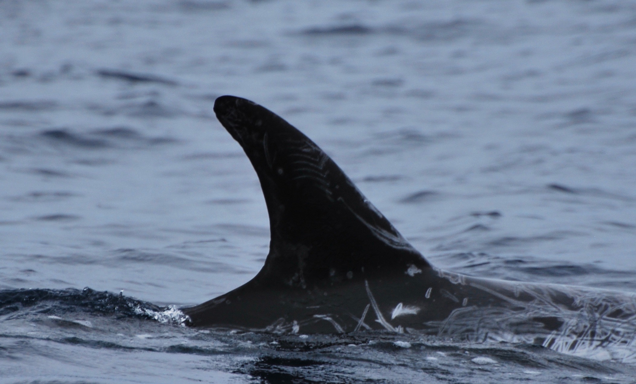RightDorsal