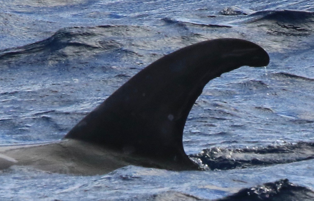 LeftDorsal