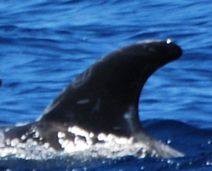 LeftDorsal