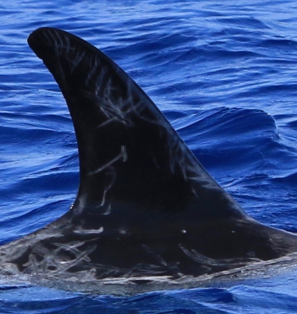 RightDorsal
