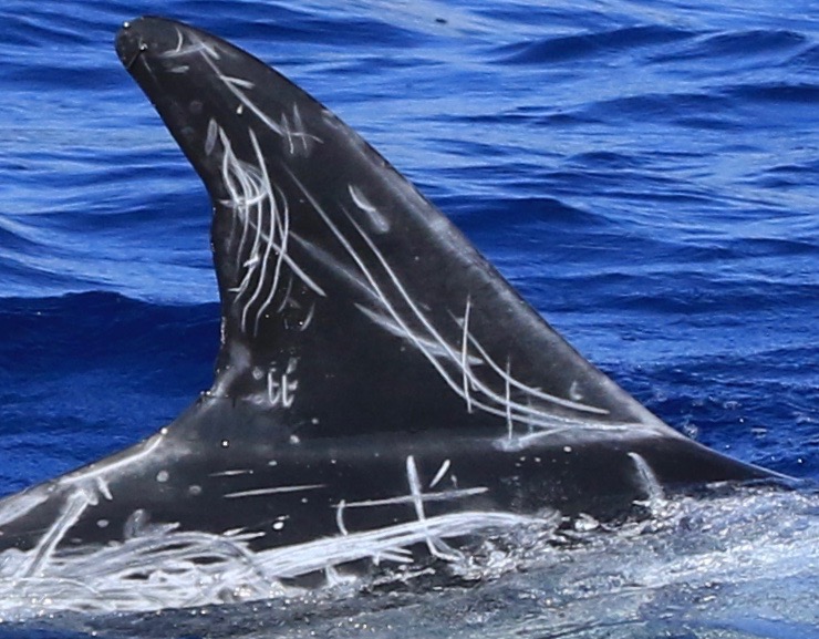 RightDorsal