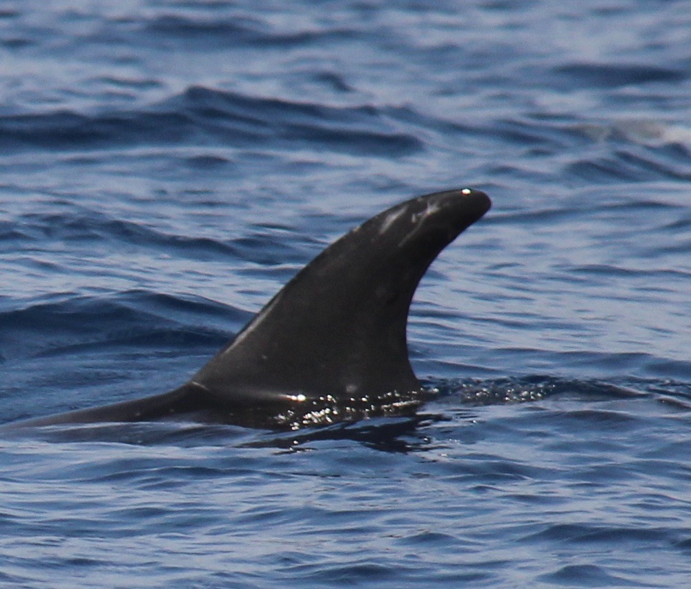 LeftDorsal