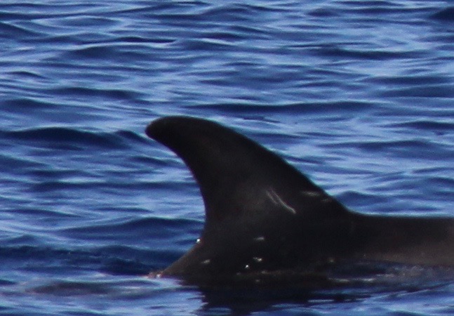 RightDorsal
