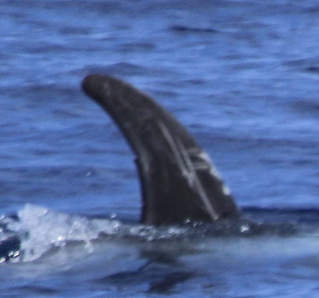RightDorsal