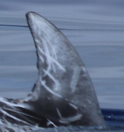 RightDorsal