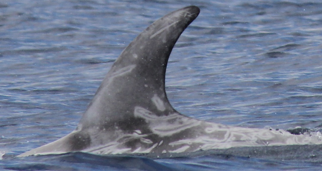 LeftDorsal