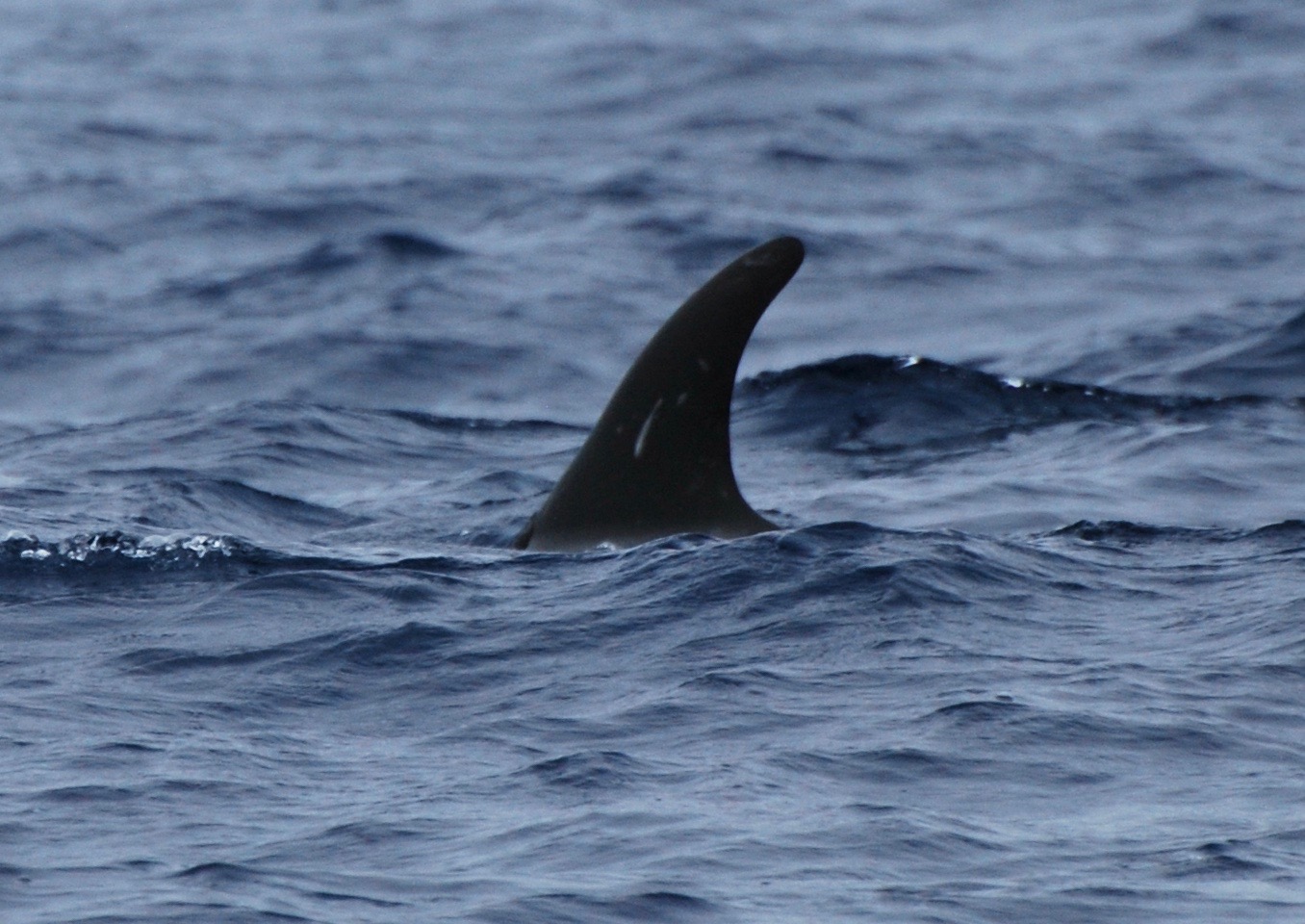 LeftDorsal