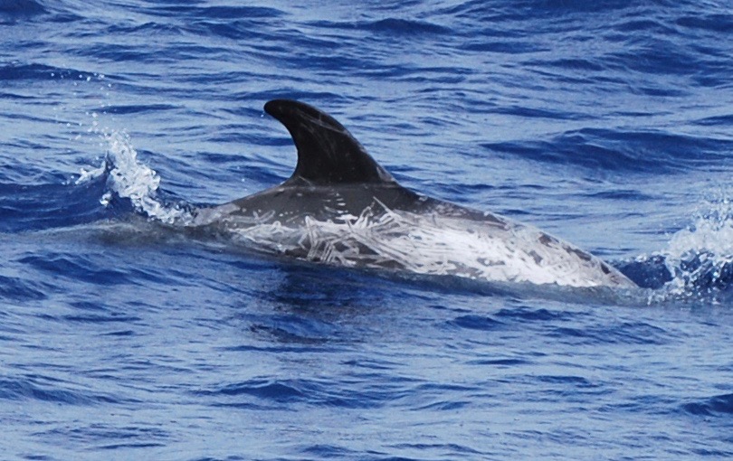 RightDorsal