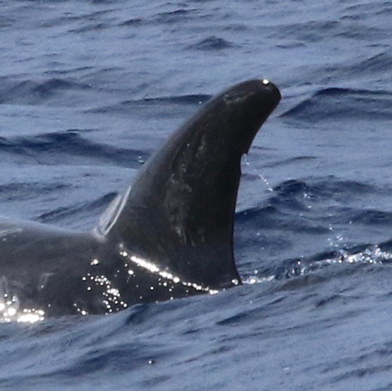 LeftDorsal