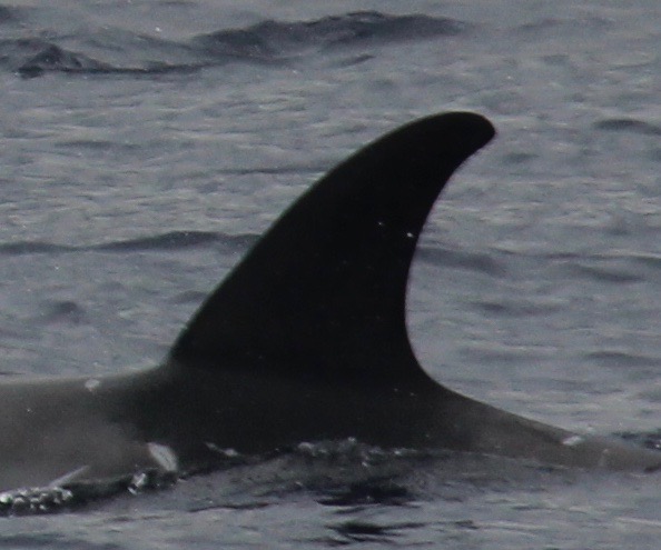 LeftDorsal