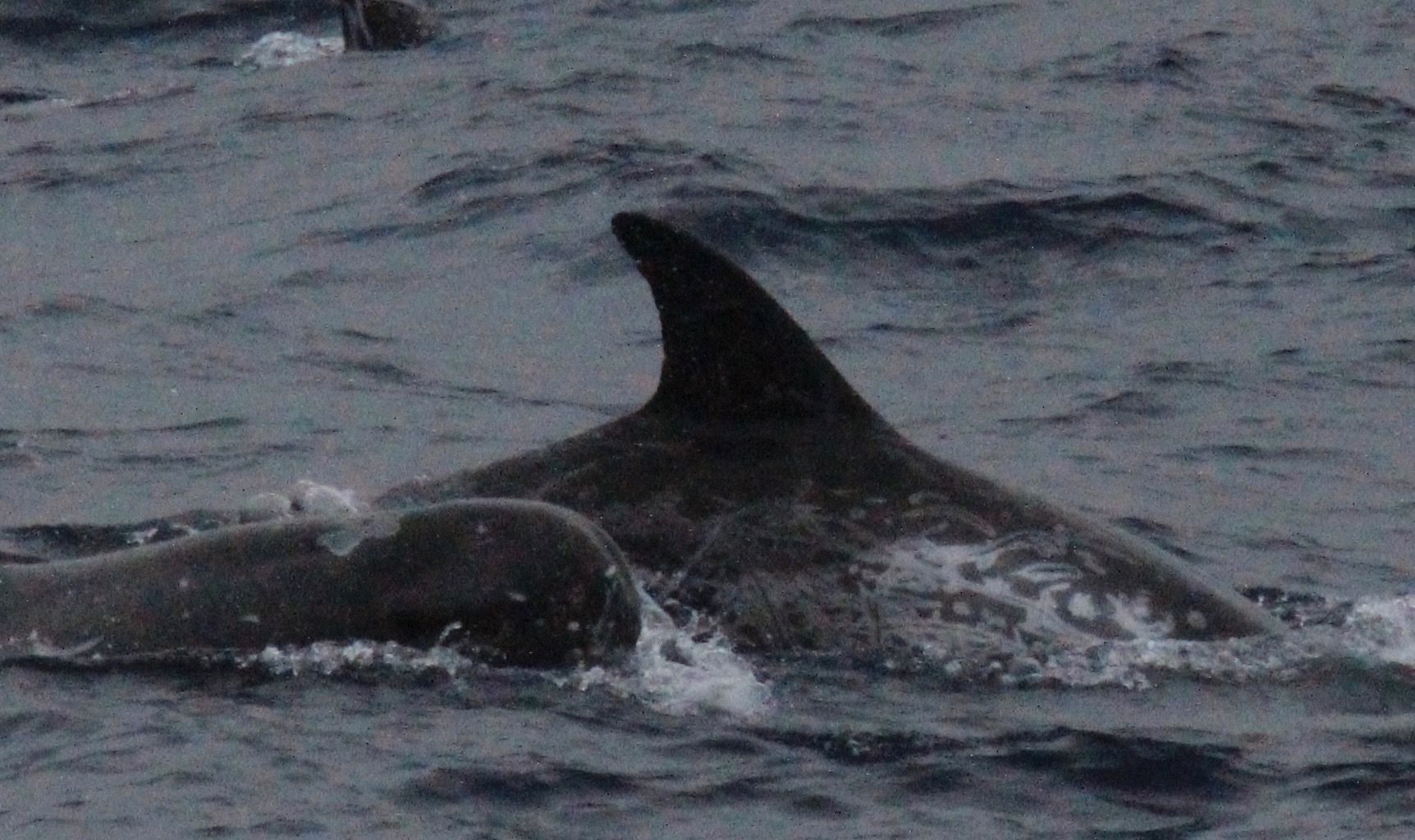 RightDorsal