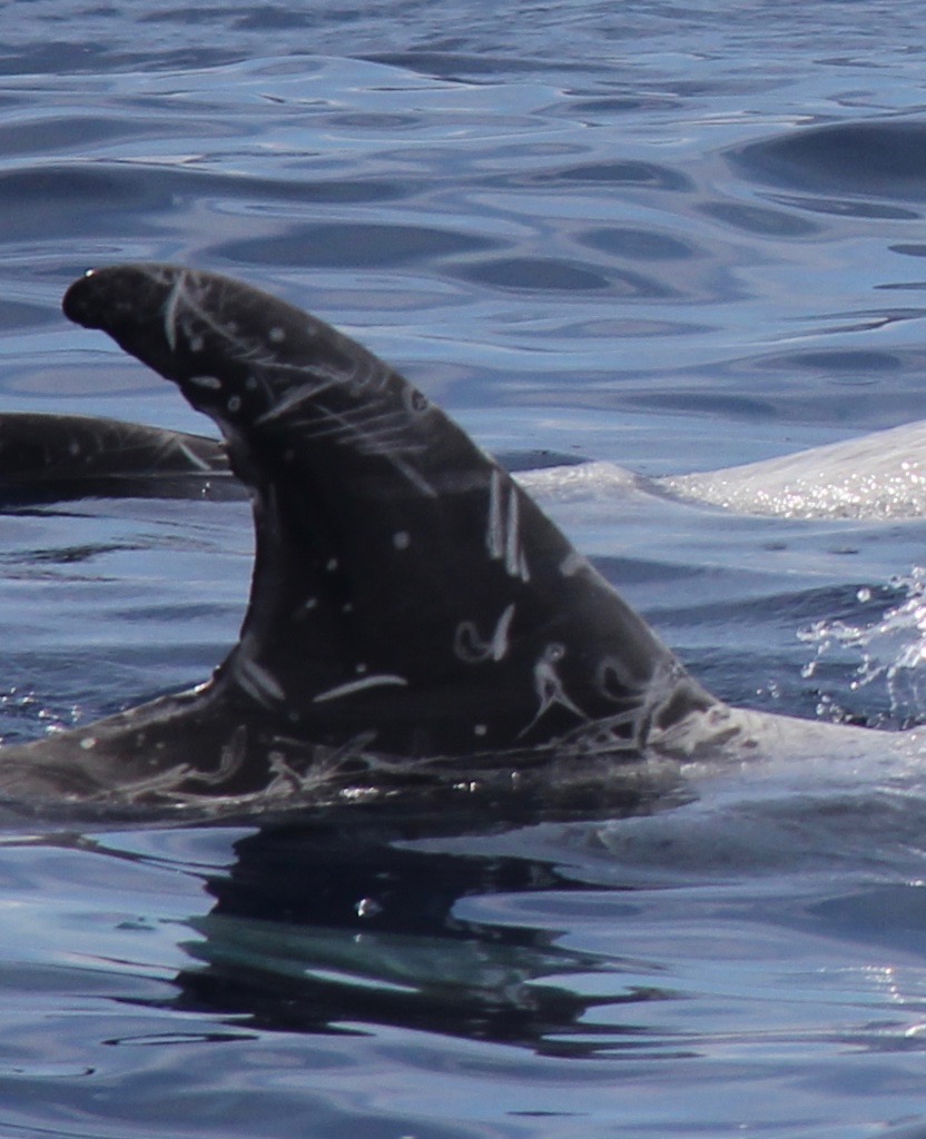 RightDorsal