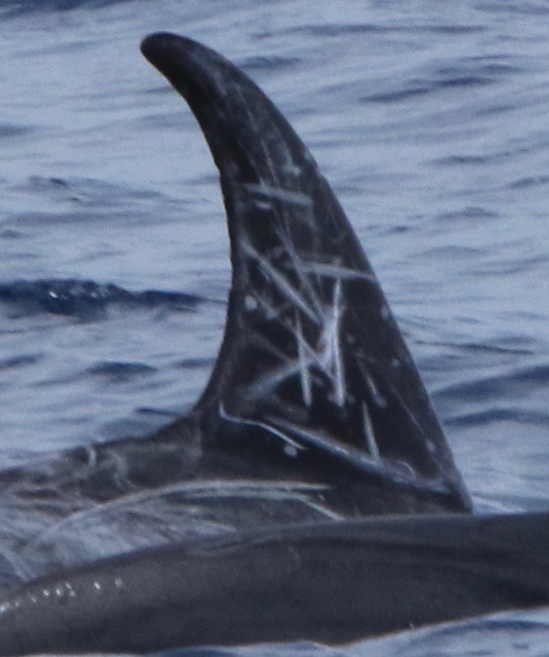 RightDorsal