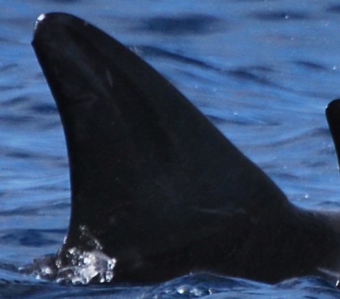 RightDorsal