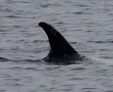 RightDorsal