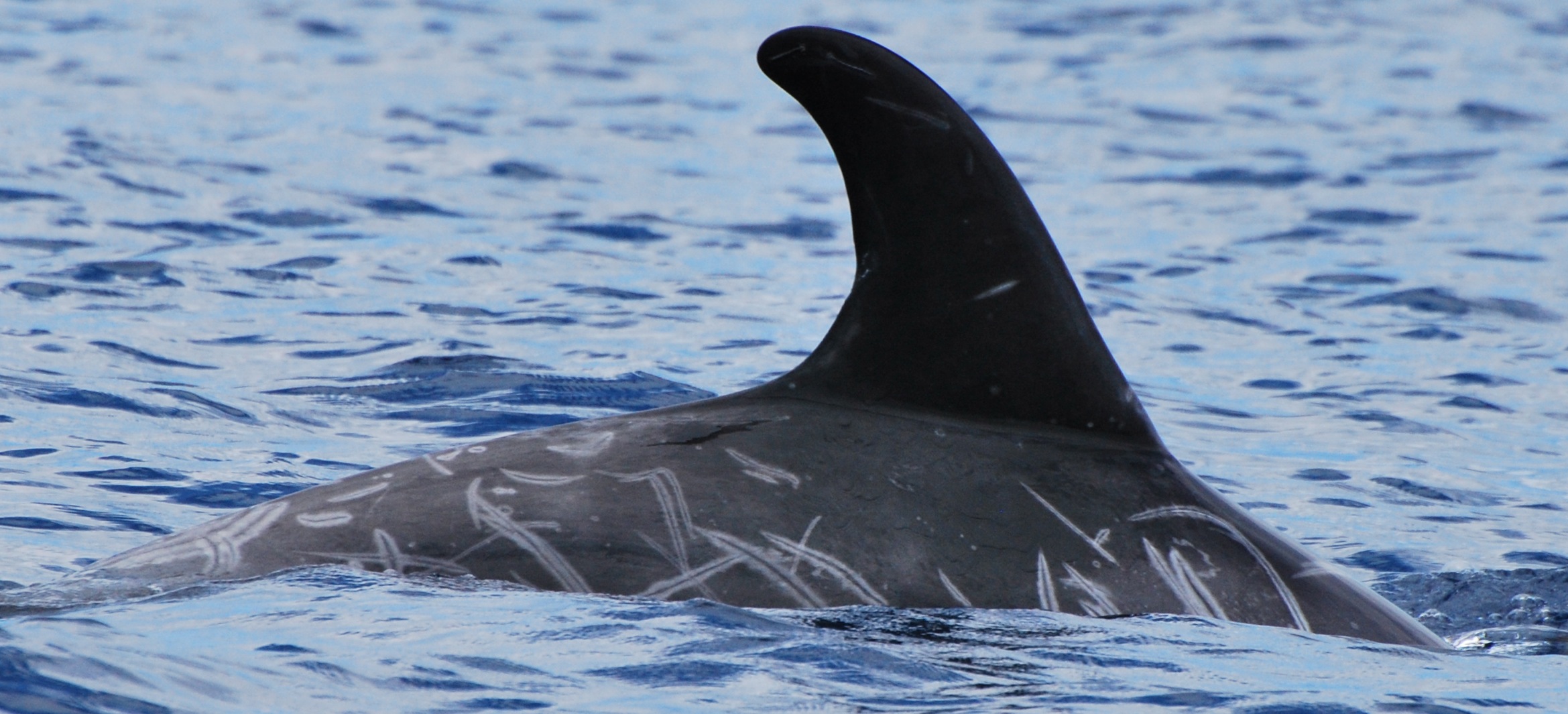 RightDorsal