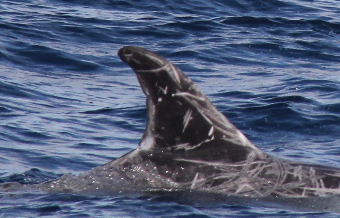 RightDorsal