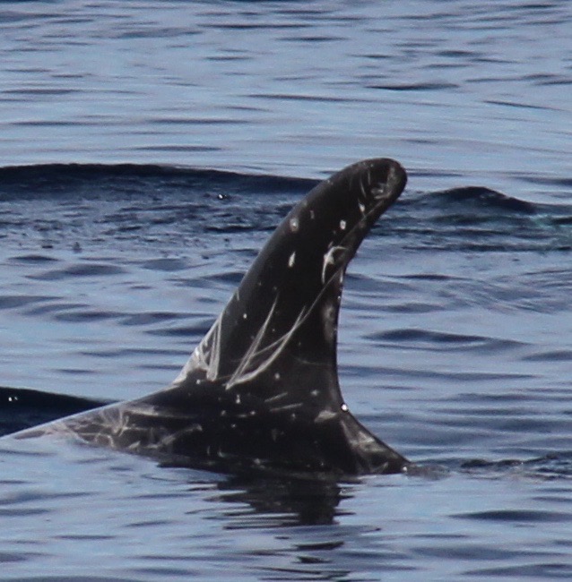 LeftDorsal