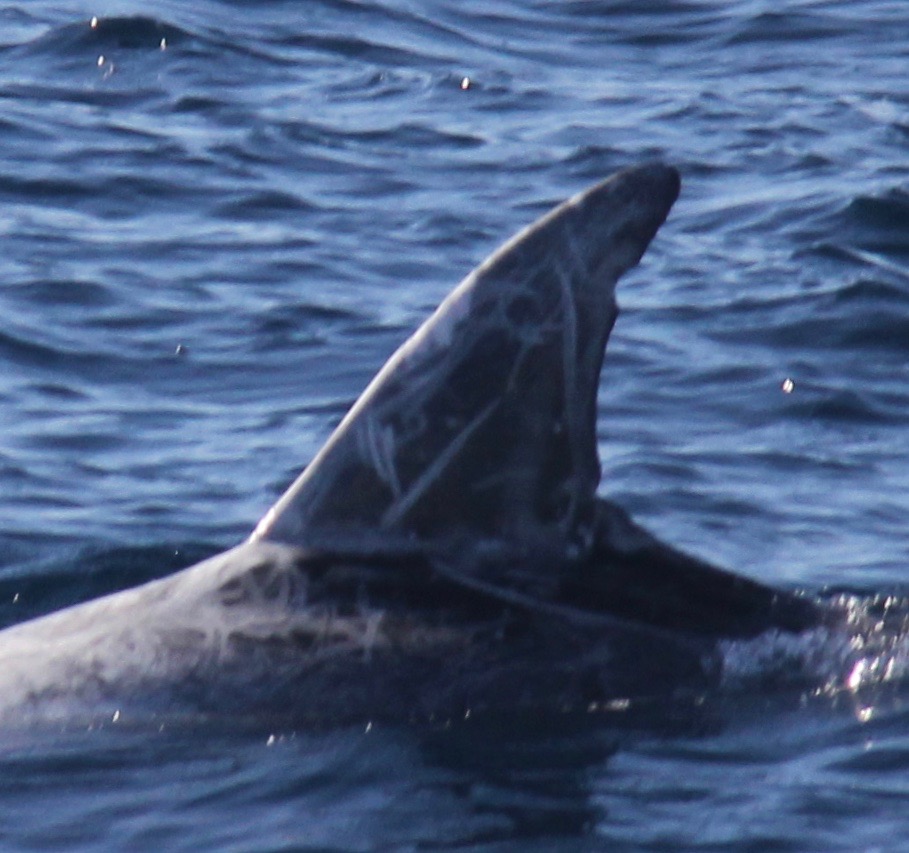 LeftDorsal