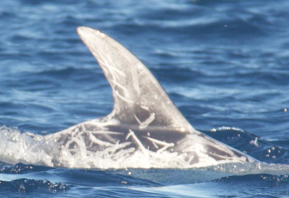 RightDorsal