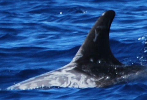 LeftDorsal