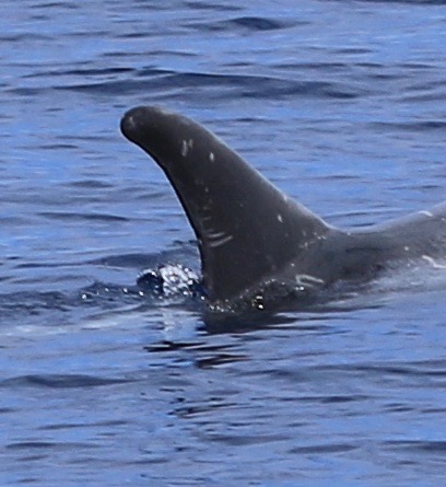 RightDorsal