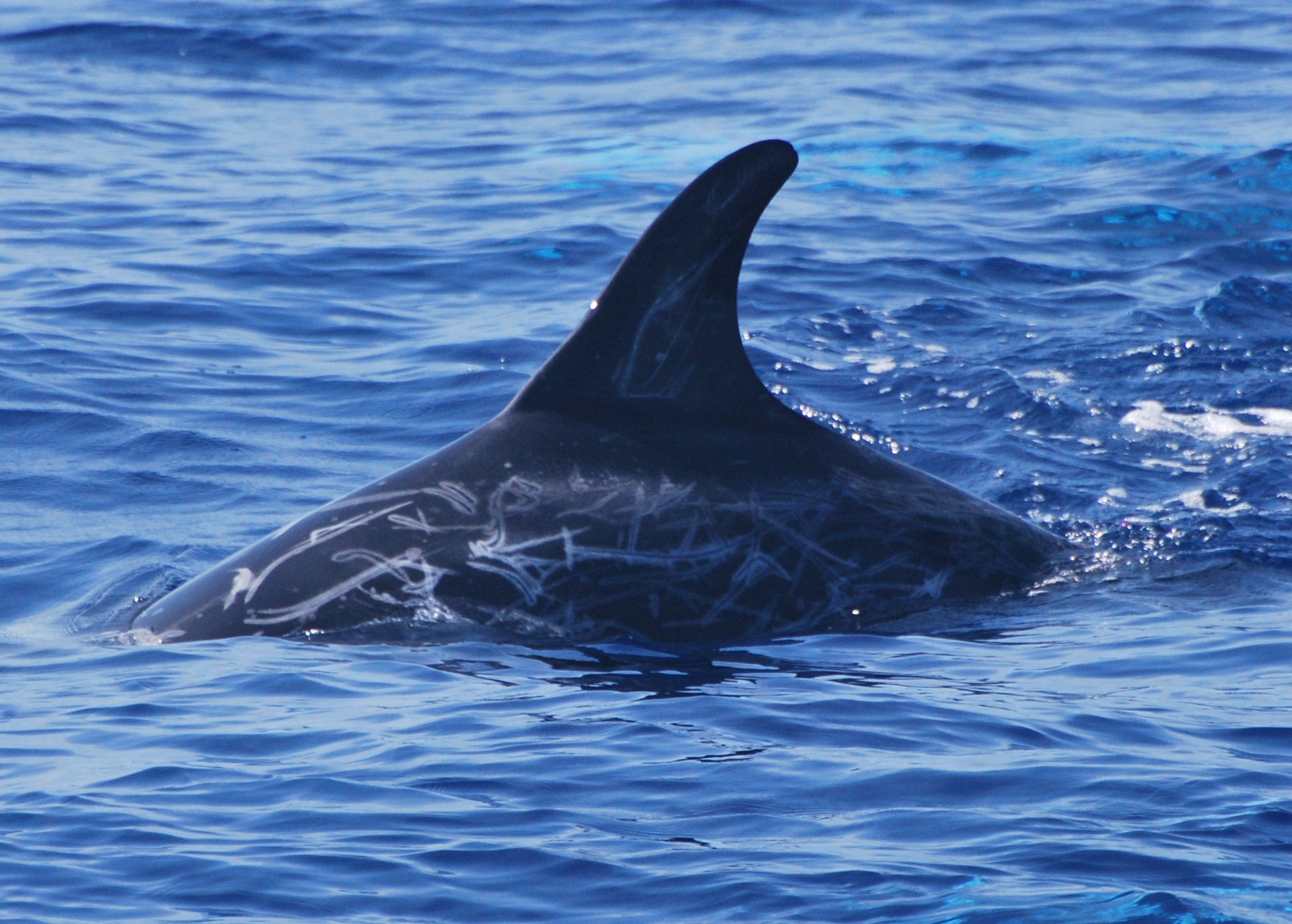 LeftDorsal