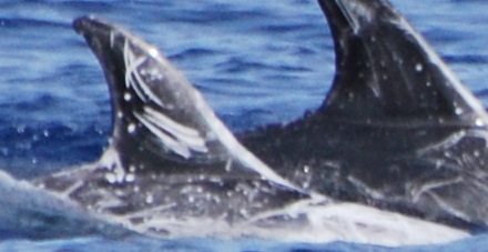 RightDorsal