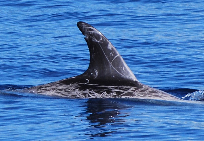 RightDorsal