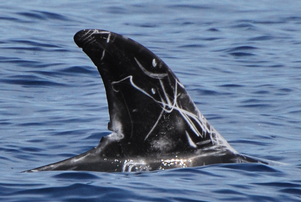 RightDorsal