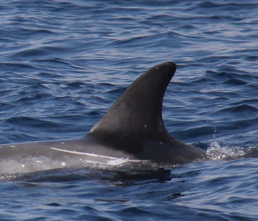LeftDorsal