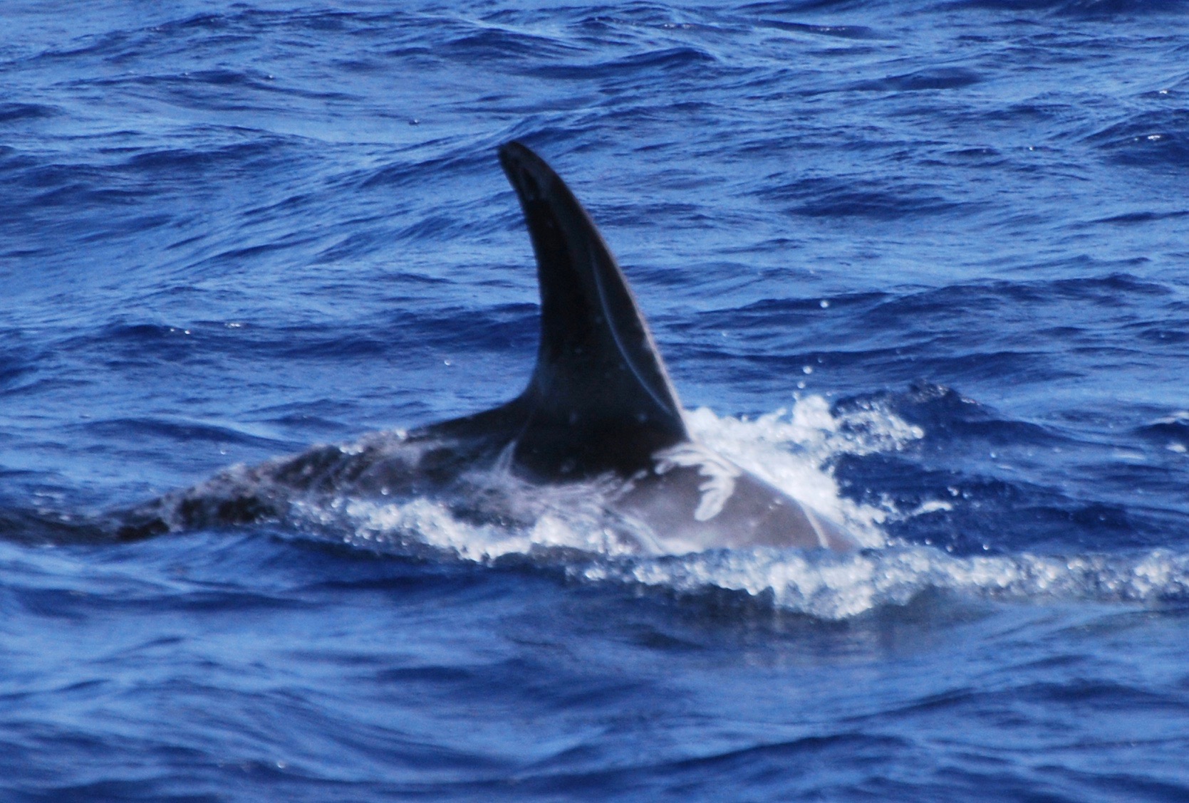 RightDorsal