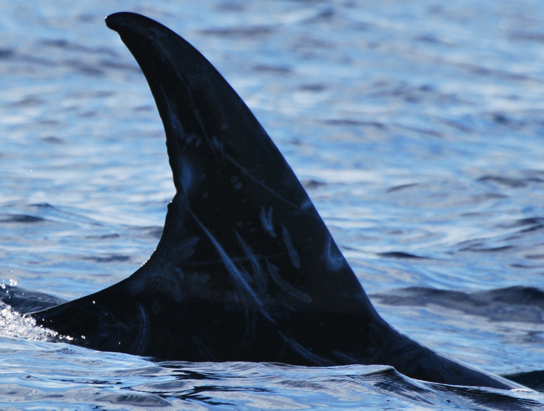 RightDorsal