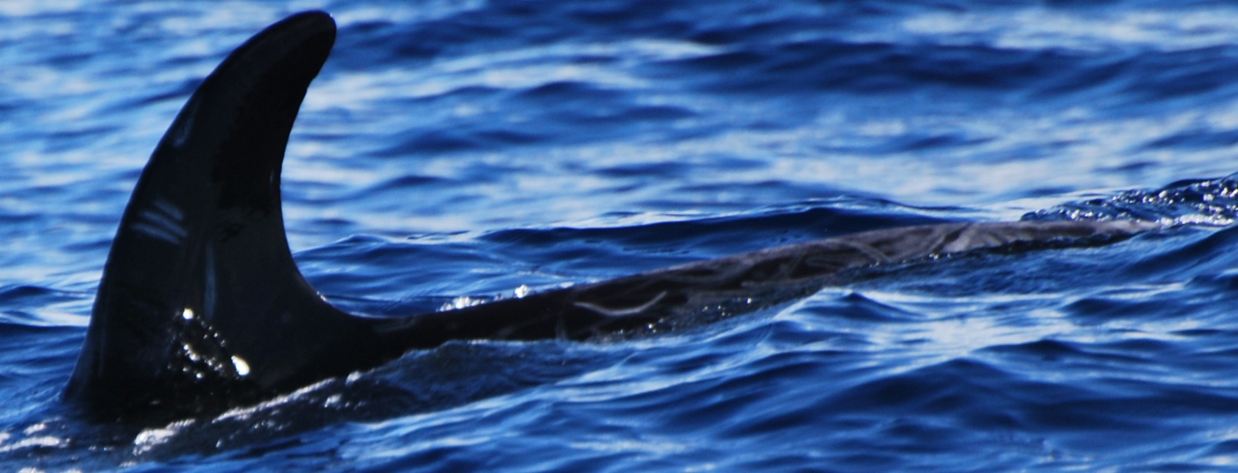LeftDorsal