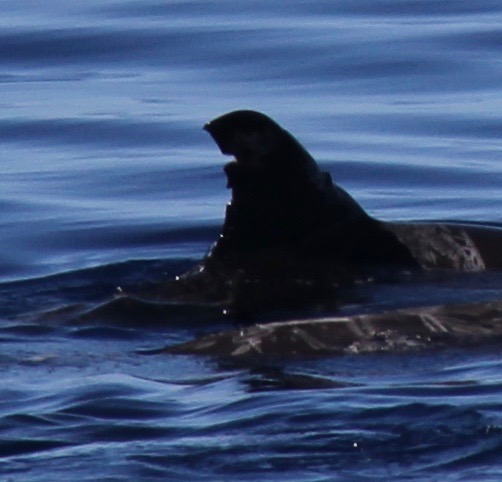 RightDorsal