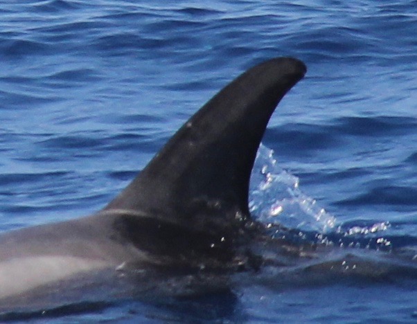 LeftDorsal