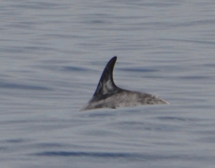 LeftDorsal