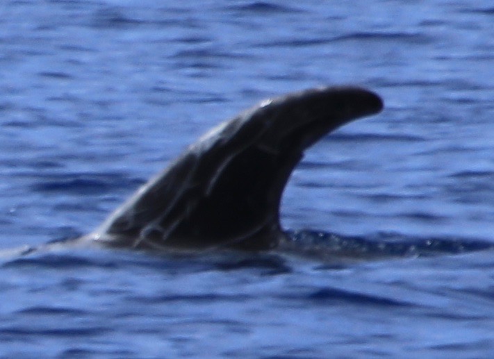 LeftDorsal