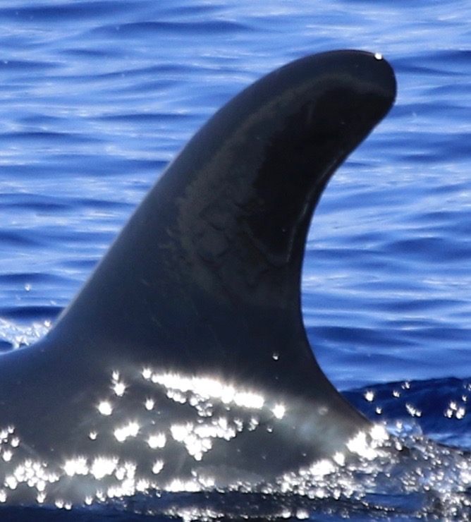 LeftDorsal