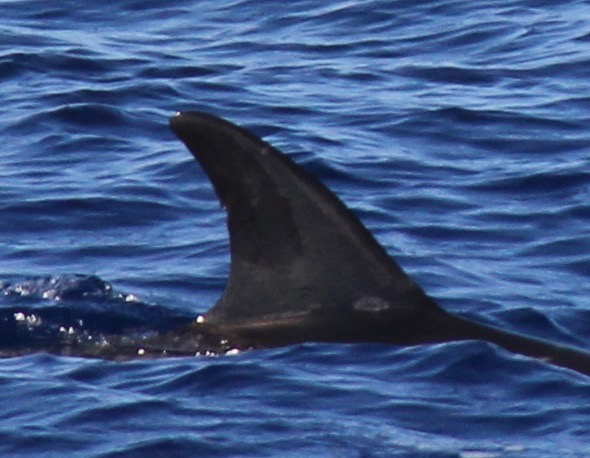 RightDorsal