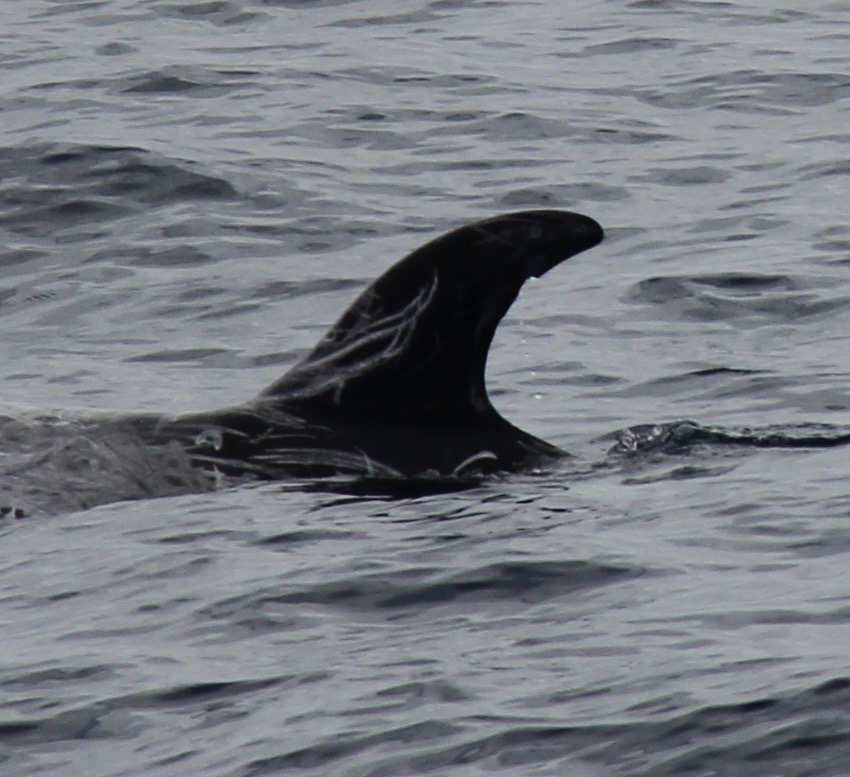 LeftDorsal