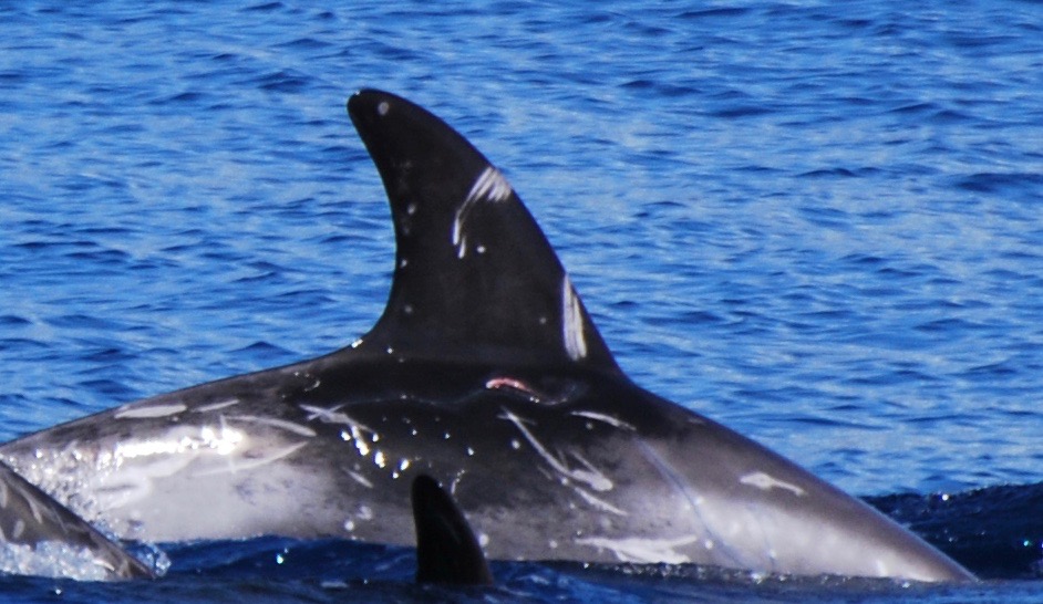 RightDorsal